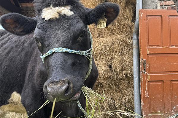 Sponsor In-calf Heifer